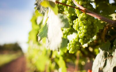 Pourquoi opter pour le Fût Inox pour l’élaboration des vins blancs secs ?